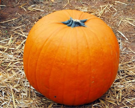 pumpkin fruit for cooking and halloween decoration