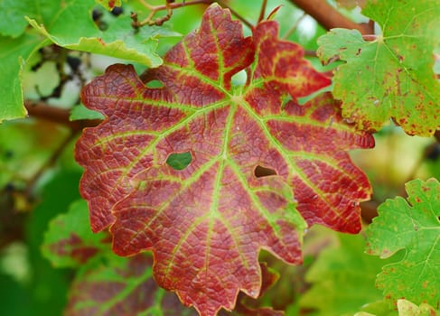 brown green Leaves of grape vine plant
