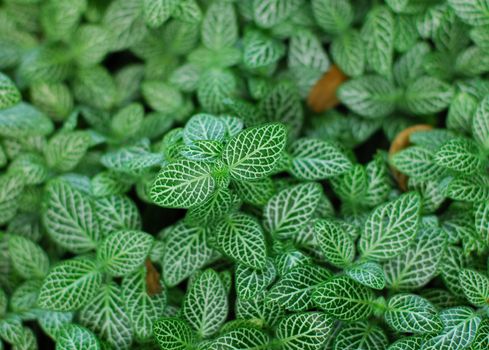 Dark Green Leaves of Fittonia Acanthaceae also called Nerve Plant or mosaic plant