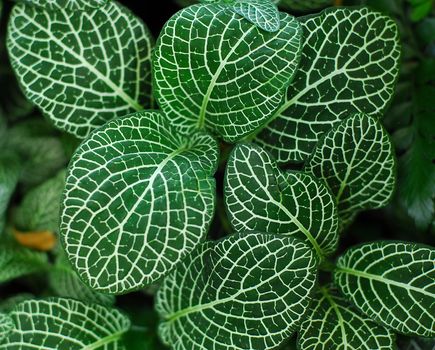 Dark Green Leaves of Fittonia Acanthaceae also called Nerve Plant or mosaic plant