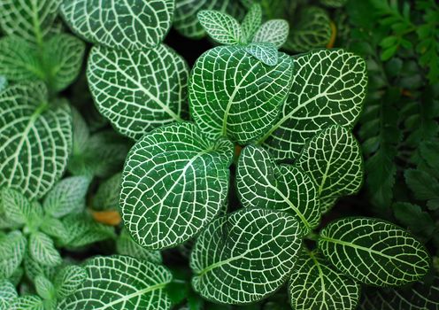 Dark Green Leaves of Fittonia Acanthaceae also called Nerve Plant or mosaic plant