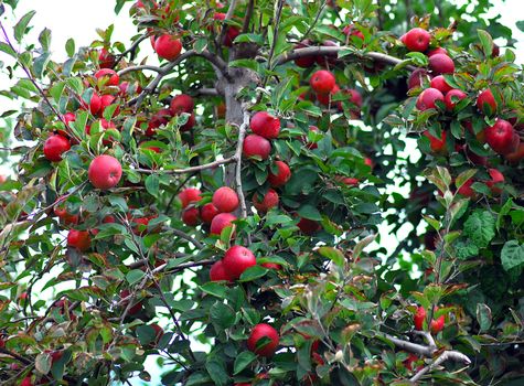cluster of farm fresh red delicious apple fruit growing on tree