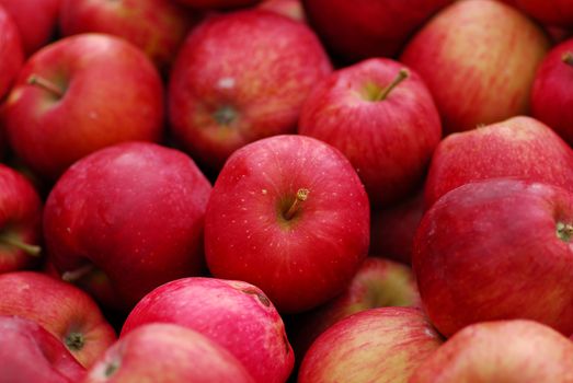 cluster of farm fresh red delicious apple fruit