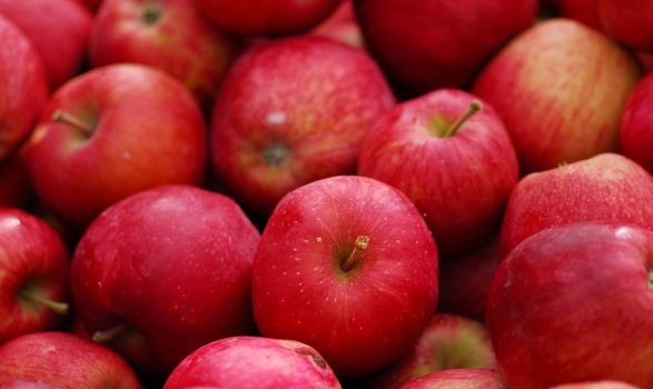 cluster of farm fresh red delicious apple fruit