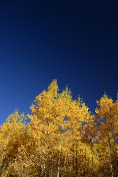 yellow aspen tree from colorado