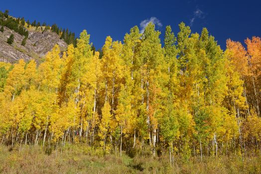 yellow aspen tree from colorado