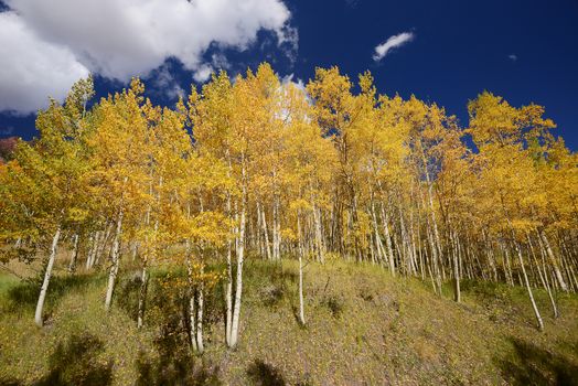 yellow aspen tree from colorado