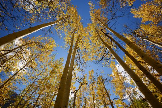 yellow aspen tree from colorado