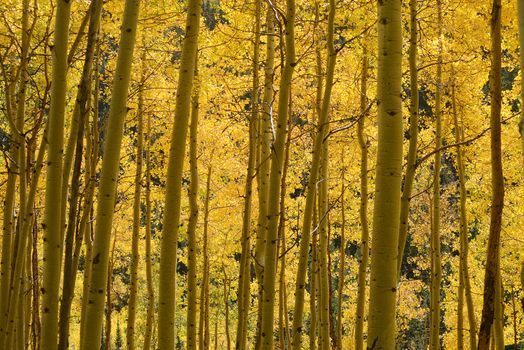 yellow aspen tree from colorado