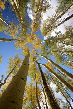 yellow aspen tree from colorado