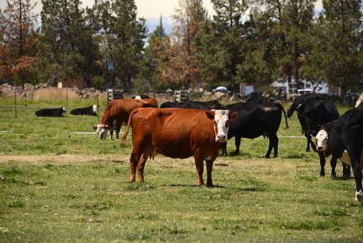 brown and black cattle in a grass field