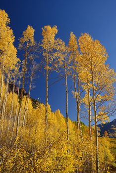 yellow aspen tree from colorado