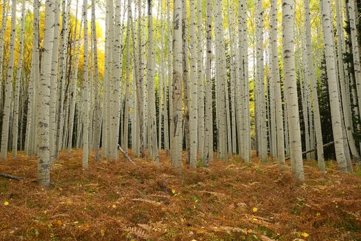 yellow aspen tree from colorado