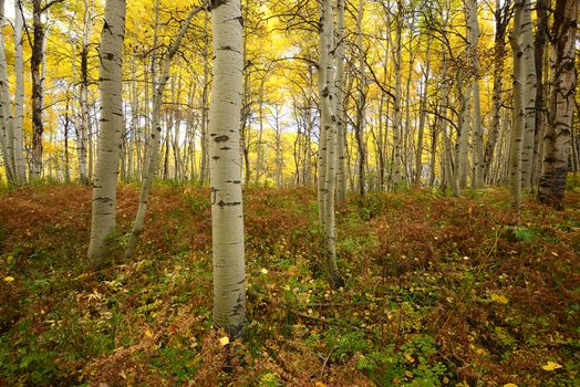 yellow aspen tree from colorado