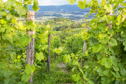 Vinyards on Vinji vrh, Dolenjska region, Slovenia.
