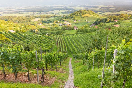 Vinyards on Vinji vrh, Dolenjska region, Slovenia.