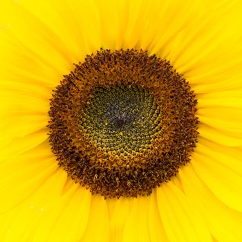 Close up of a sunflower. Colourful yellow background.