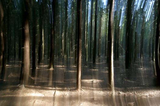Image of the mysterious forest
