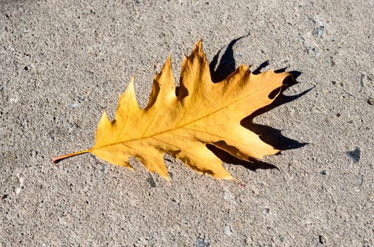 oak leaf on asphalt