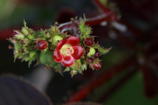 The flower of bellyache bush have red color.