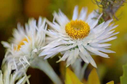 Pretty white flowers with yellow centres on a background of hues of yellow and orange.  This image has shallow DOF.