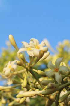 The flowers of papaya tree are buding and blooming.