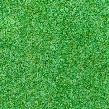 Seamless green grass texture from golf course.