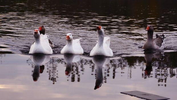 Family of geese floating in the water.