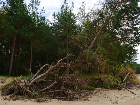 Big Fallen Tree after hurricane in Riga