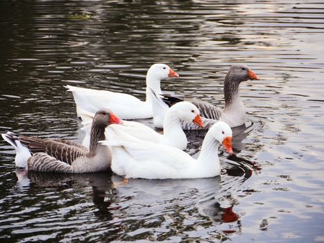 Family of geese floating in the water.