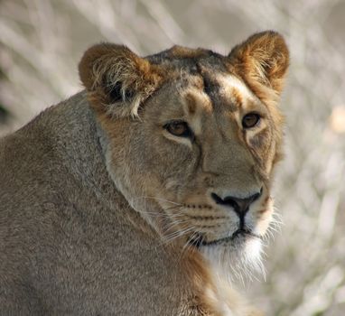 a lioness