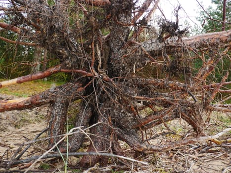 Big Fallen Tree after hurricane in Riga