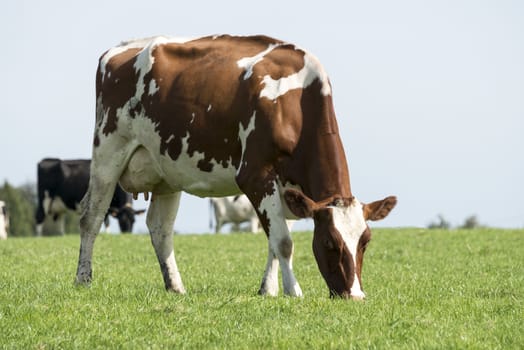 brown and white cow grazing in the green grass on a farm in belgium