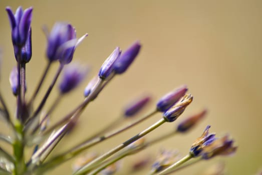 a little violet opening