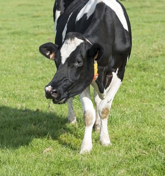 head from black and white cow looking at the camera