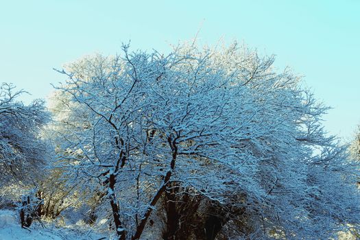 Trees covered with hoarfrost and snow in mountains
