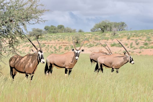 Oryx (Gemsbok) in the Kgalagadi Transfrontier Park, South Africa
