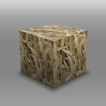 wheat in a cube