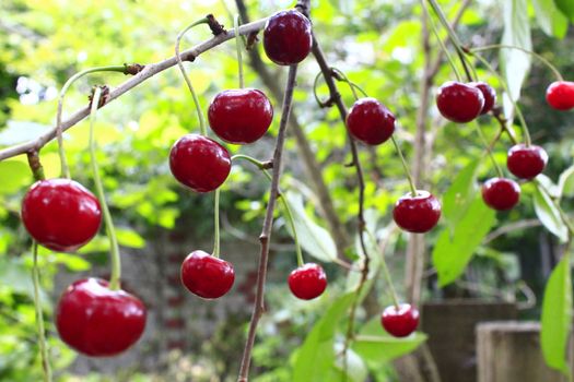 red berries of ripe cherry hanging on the branch