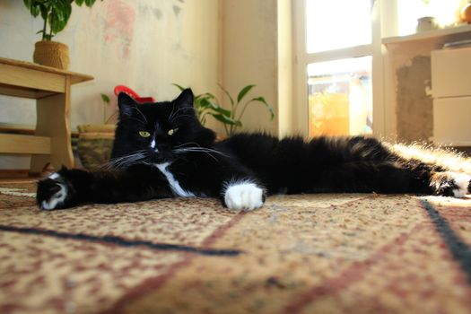 nice black cat lolling about on the carpet