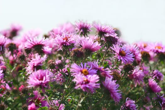 big bush of beautiful and bright red asters