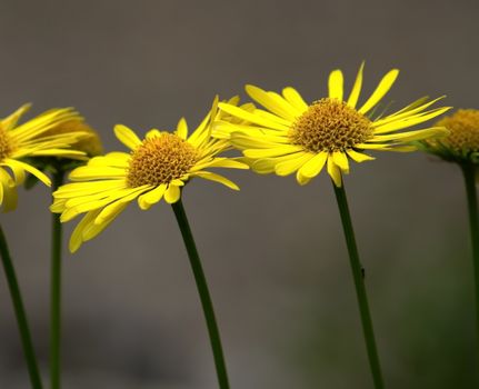 Close up on heart-leaved Leopard's Bane, doronicum columnae