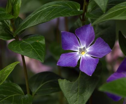 Close up on bigleaf or large or greater or blue periwinkle, vinca major