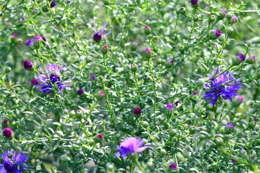 big bush of beautiful and bright blue asters