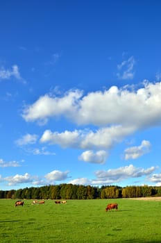 cows grazing on a green pasture under a blue sky, portrait