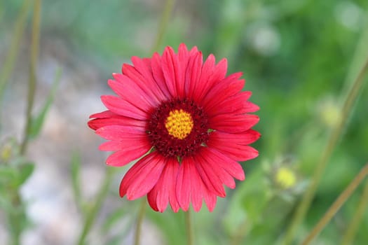 Photo shows details of colourful flowers in the garden.