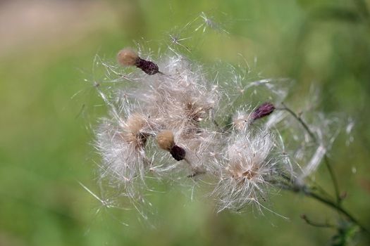 Photo shows details of a green thistle in the garden.