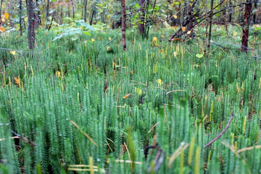 green brushwood of Hypnum cupressiforme in the forest