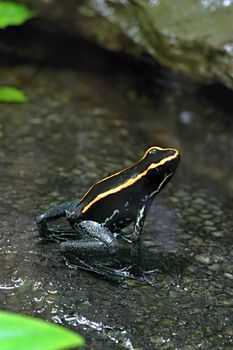 Photo shows a green frog in the middle of grass.