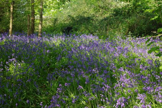 bluebells in a wood